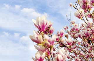 Flower buds blossoming on a tree with a blue sky in the background